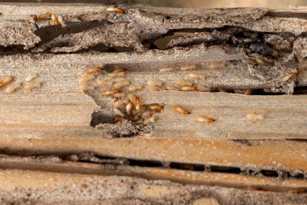 Best Ant Control Services  in Stanton, CA